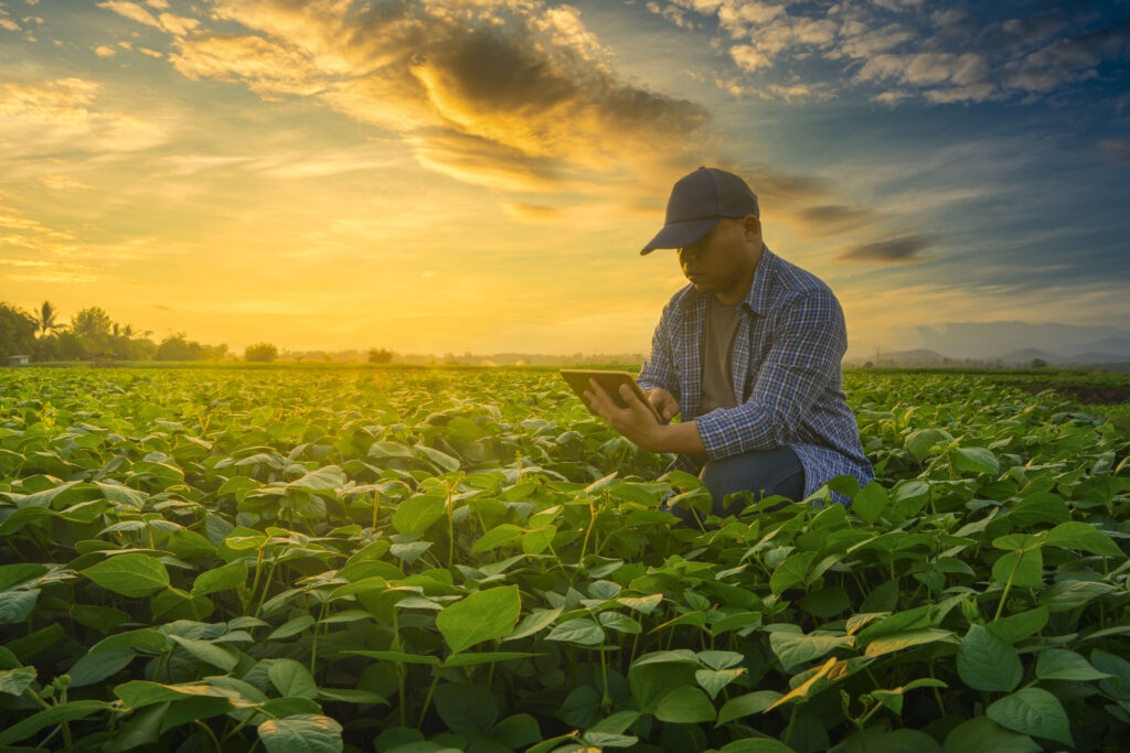 Farmer crouching in his crop field at sunrise looking at his computer.