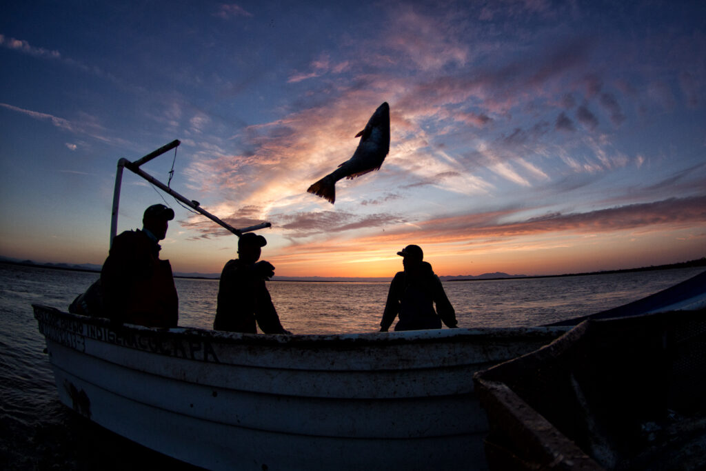 Corvina fishermen, fisheries, and members of local fishing communities in Western Mexico