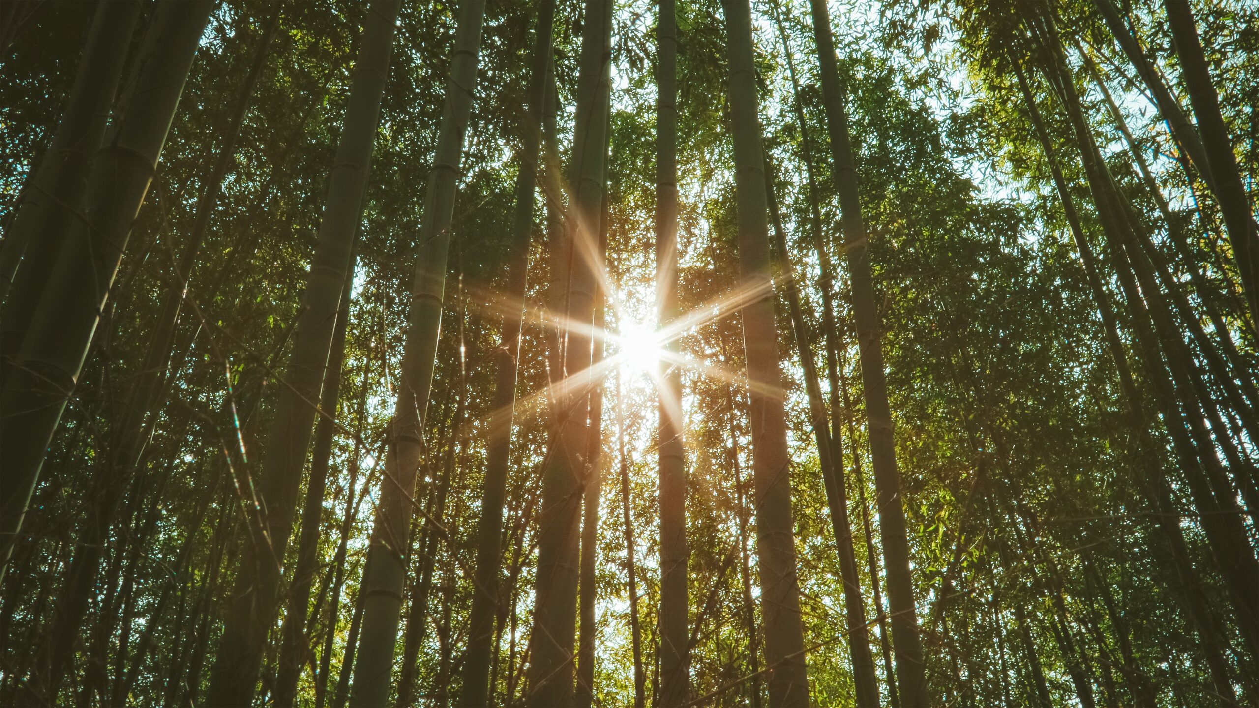 sun rays coming through trees - through the bamboo