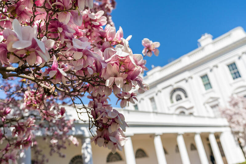 Close up view of cherry blossoms blooming in front of The White House.